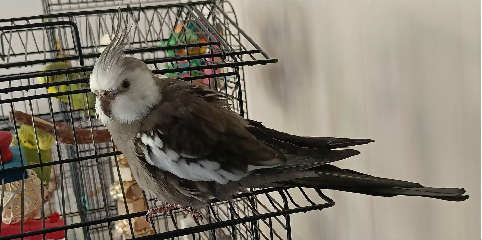 Grijze Valkparkiet Mo