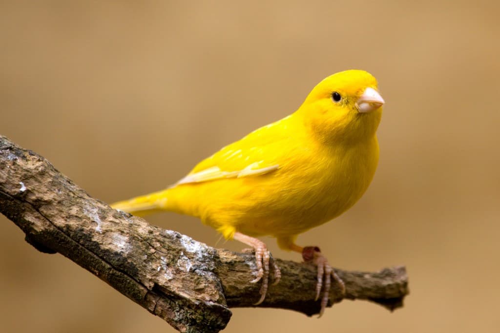 Gele kanarie op zitstok