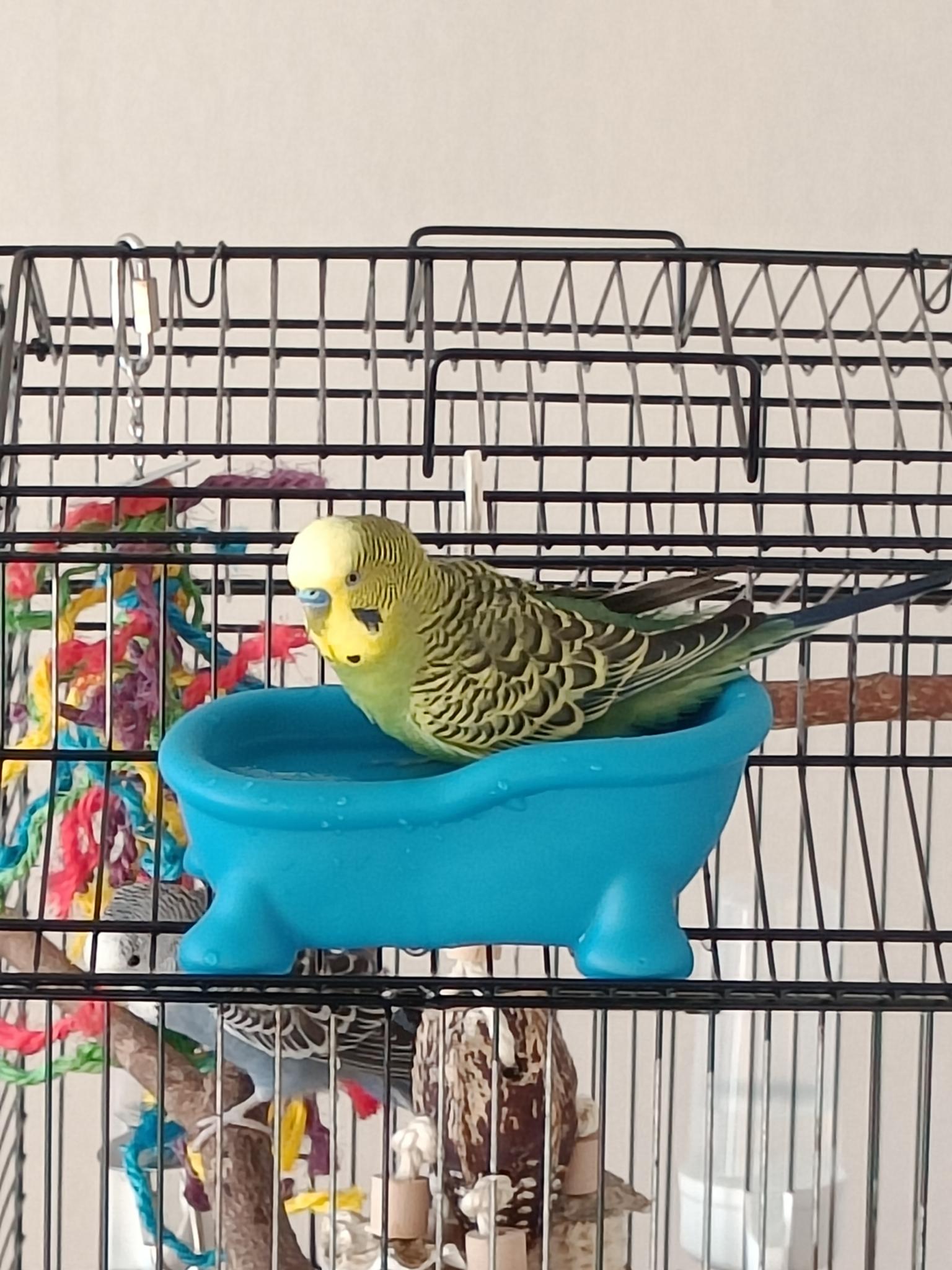 Parkiet Timmy aan het badderen