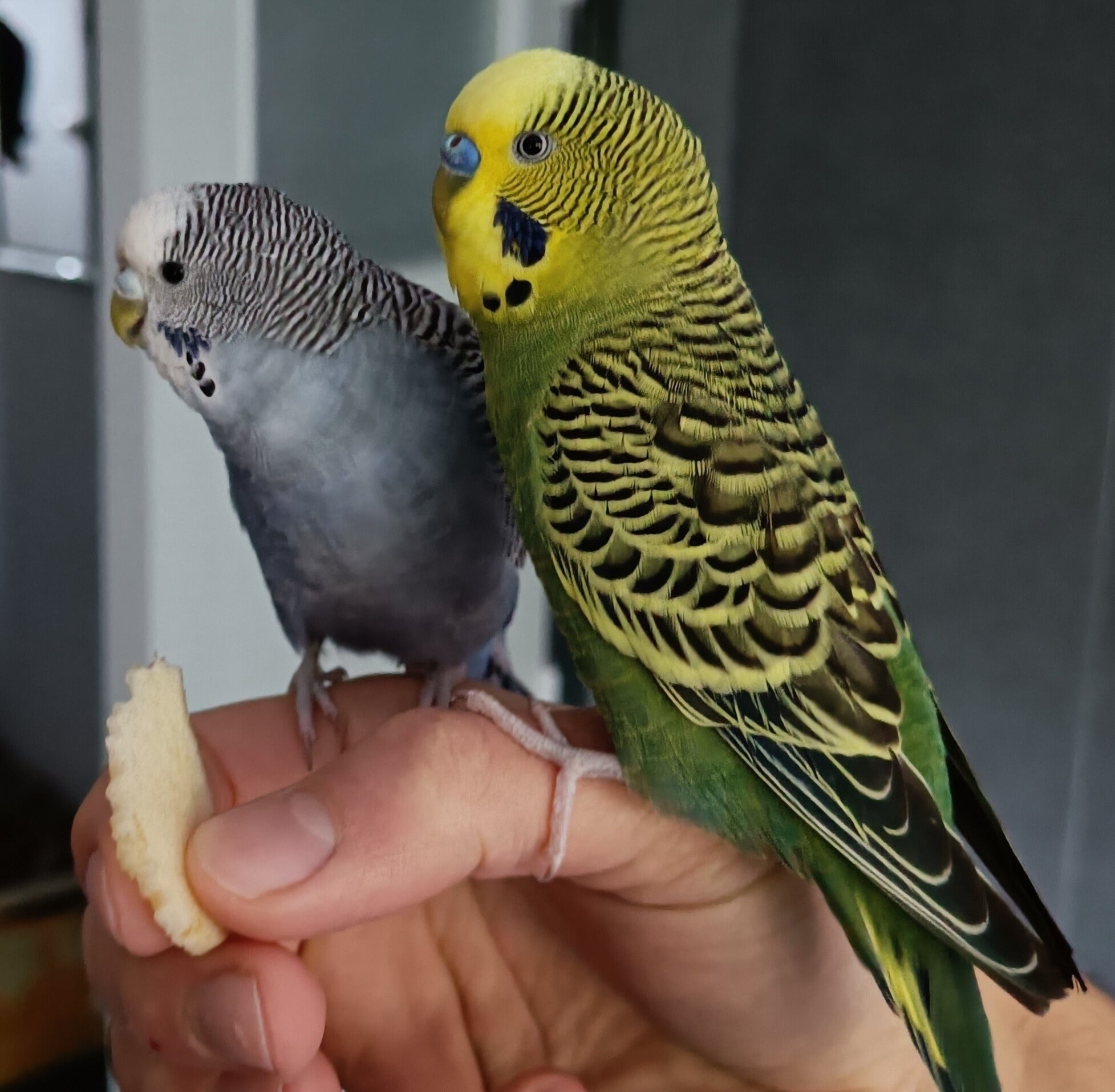 Hoe kan ik mijn grasparkieten tam maken?