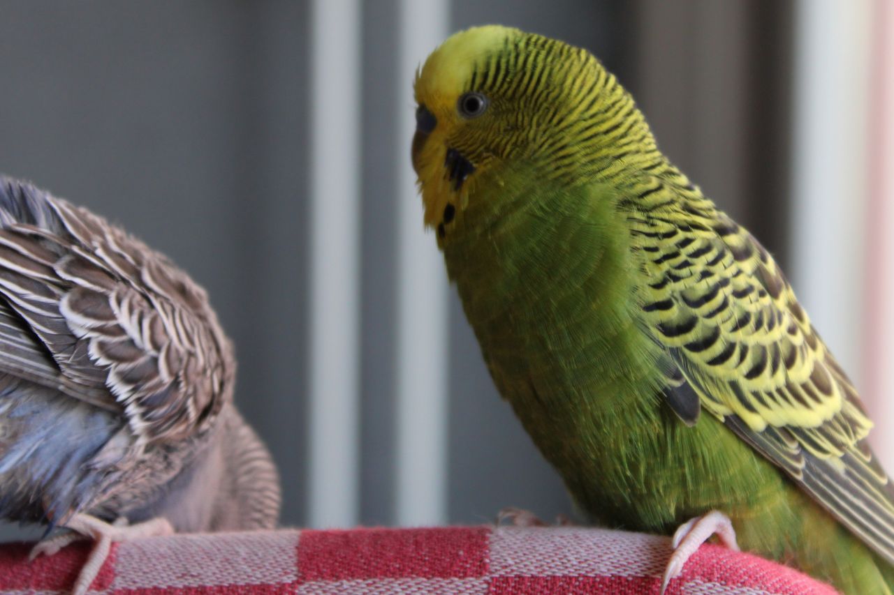 De parkietenkooi inrichten - Hoe doe je dat?