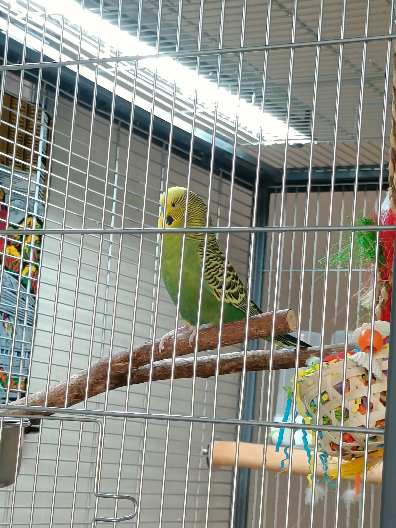 Timmy onder de UVB lamp