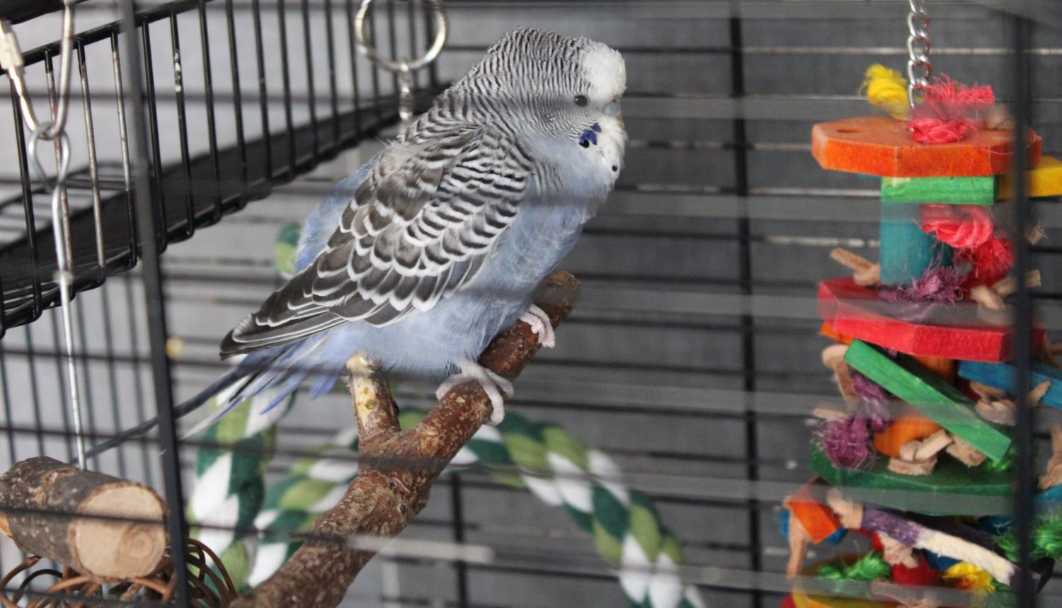 Grijze grasparkiet Tommy