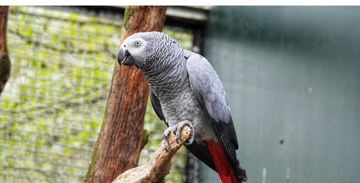 Hoe oud wordt een papegaai?