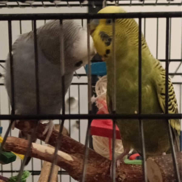 Grasparkieten Timmy en Tommy in de kooi