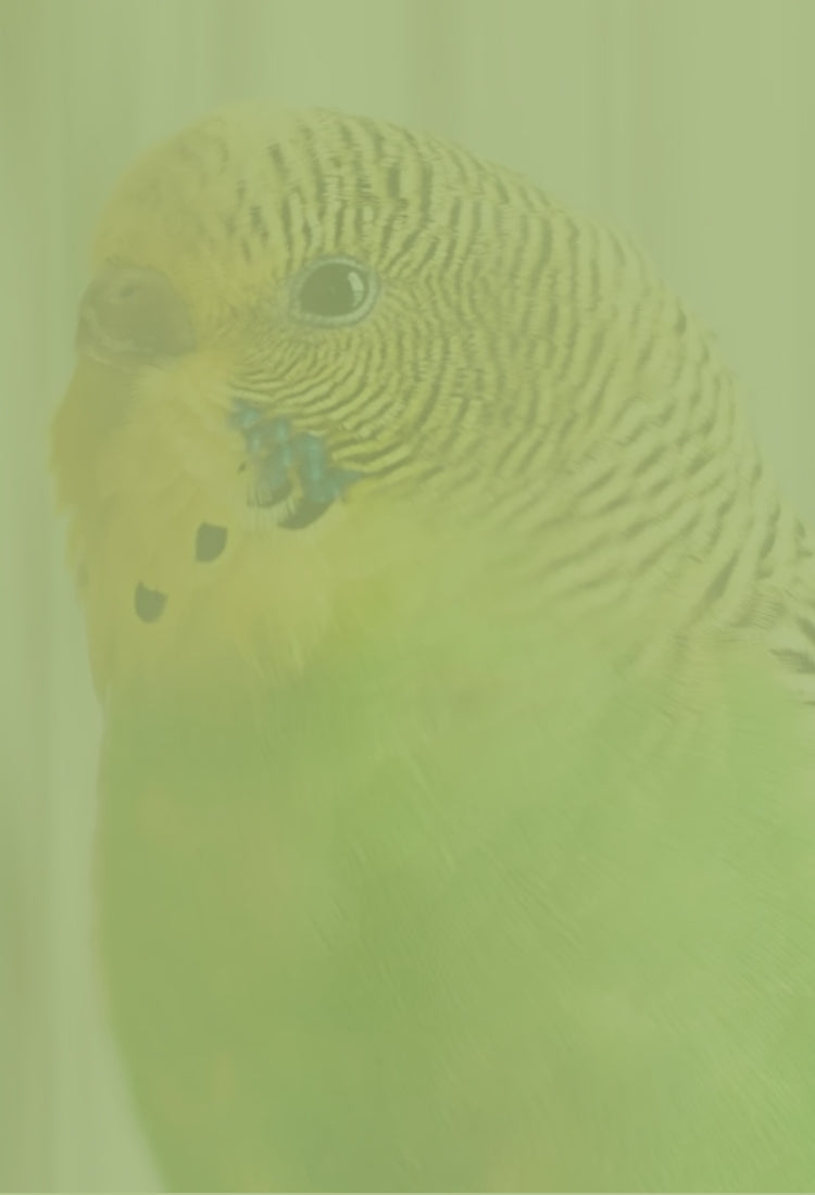 Hoofdbanner Parkietwinkel.nl 9 - Mobiele versie