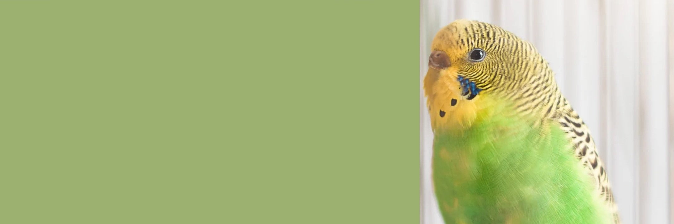 De parkietenspecialist met persoonlijk advies