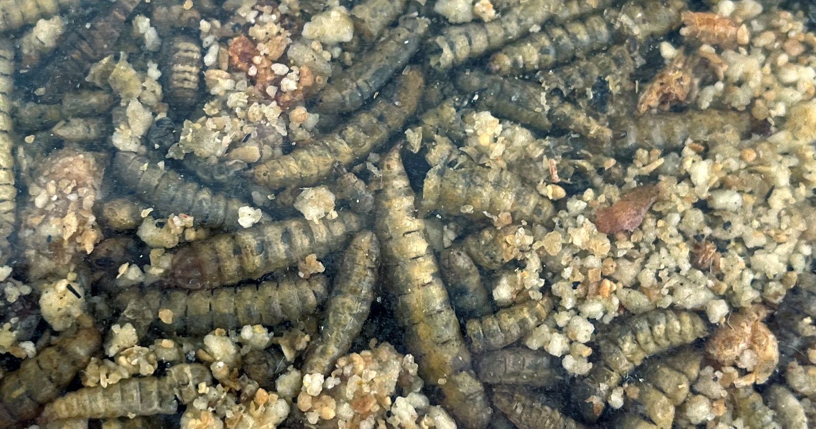 Roodborst Merel Winterkoning Mix  Utopia 1,5 KG - Inhoud