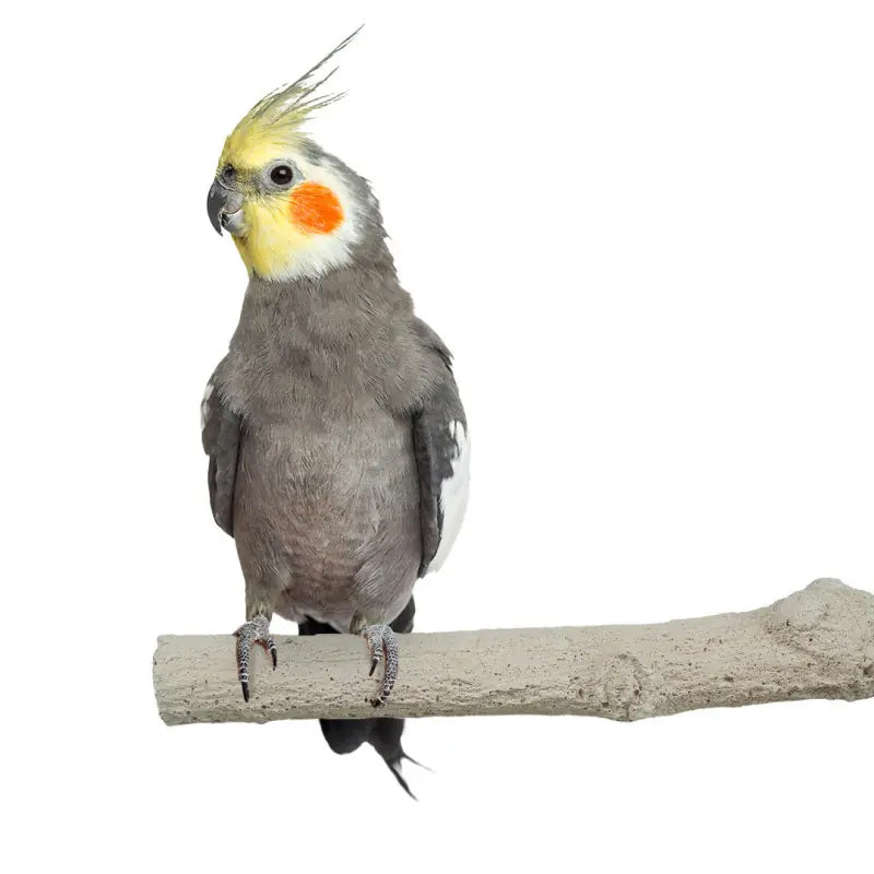 Slijtstok Super Stone Perch Steen Back Zoo Nature 18 cm lang - Sfeer