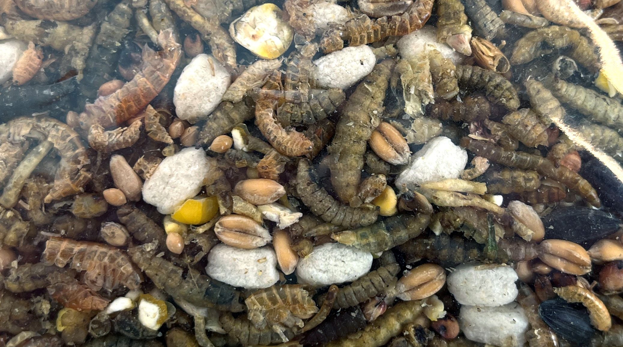 Strooivoer met Insecten Utopia 1,8 KG - Inhoud