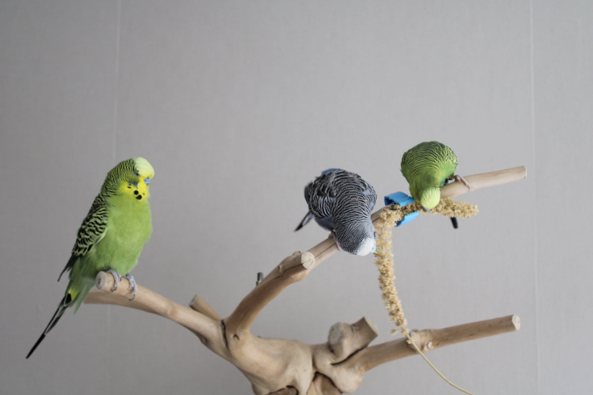 Parkieten Timmy, Tommy en Puk op tak