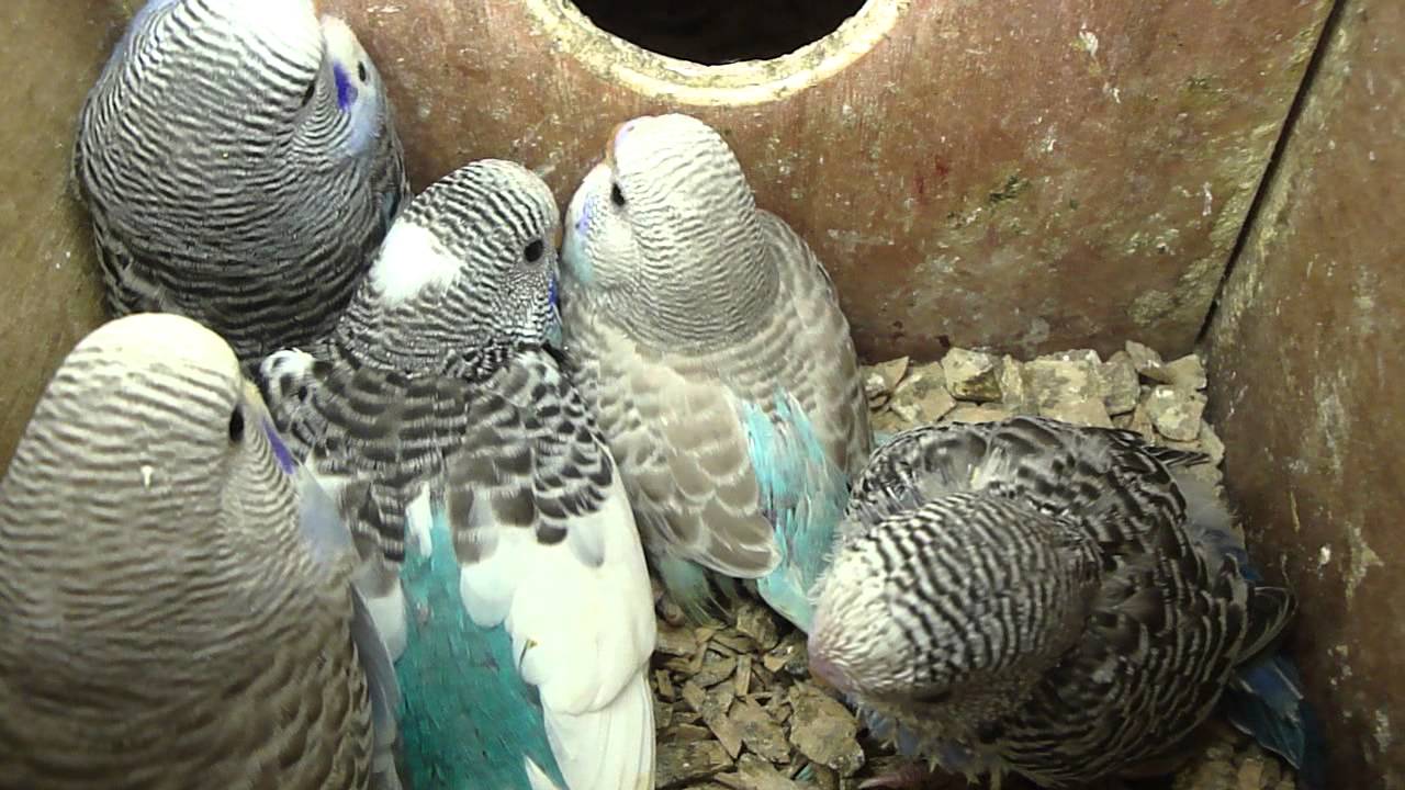 Jonge parkieten nog in een nestje