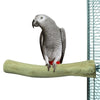 Back Zoo Nature Java Perch