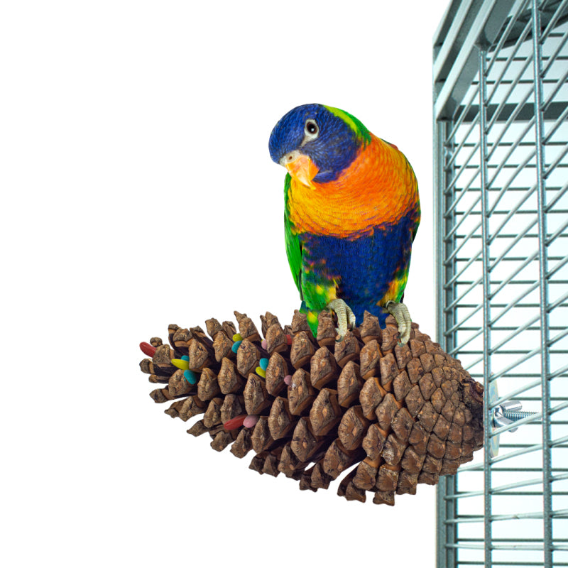 Foerageerspeelgoed Pine Cone Back Zoo Nature 15-20 cm - Sfeer